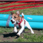 Castlereigh Jack Russell Terrier Training Strategies 150x150