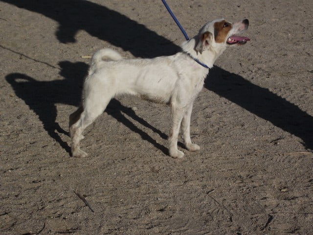 Female Jack Russell Terrier dog standing showing her profile