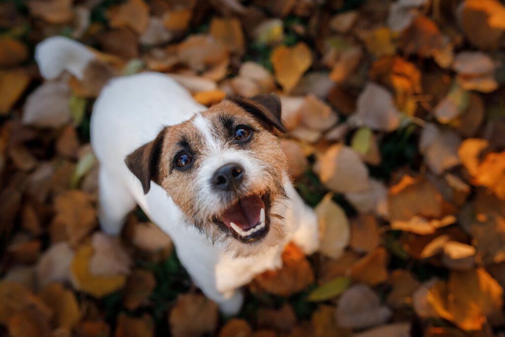 Energetic Jack Russell Terrier looking up waiting to play