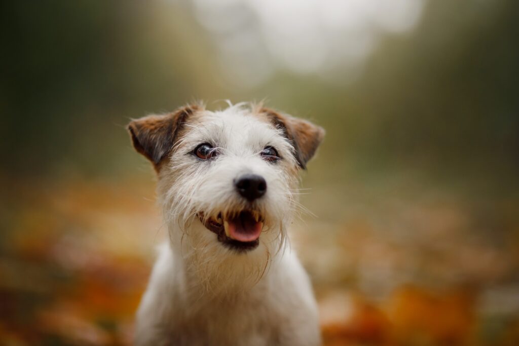 Jack Russell Terrier with open snout sitting outdoors