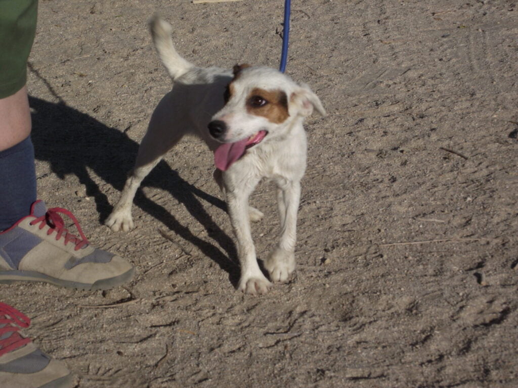 Female Jack Russell Terrier dog with white fur and brown pecks on her face